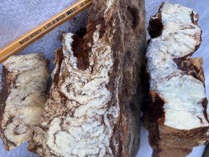 28 069 Lemon Chrysopras 2