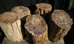 92 309 Madag Holz 0024
